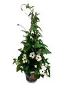 Afbeelding van KP19 Thunbergia  piramide White